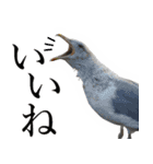 水鳥スタンプですねぇ。（個別スタンプ：9）