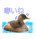 水鳥スタンプですねぇ。（個別スタンプ：11）