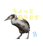 水鳥スタンプですねぇ。（個別スタンプ：12）