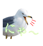 水鳥スタンプですねぇ。（個別スタンプ：13）