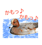水鳥スタンプですねぇ。（個別スタンプ：16）