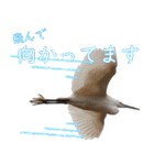水鳥スタンプですねぇ。（個別スタンプ：17）