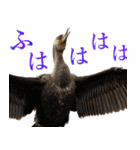 水鳥スタンプですねぇ。（個別スタンプ：19）