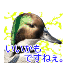 水鳥スタンプですねぇ。（個別スタンプ：22）
