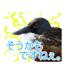 水鳥スタンプですねぇ。（個別スタンプ：23）