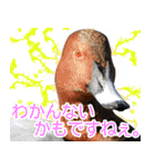 水鳥スタンプですねぇ。（個別スタンプ：24）