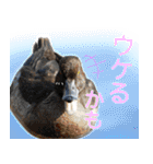水鳥スタンプですねぇ。（個別スタンプ：28）