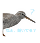 水鳥スタンプですねぇ。（個別スタンプ：29）