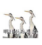 水鳥スタンプですねぇ。（個別スタンプ：33）