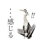 水鳥スタンプですねぇ。（個別スタンプ：36）