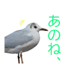 水鳥スタンプですねぇ。（個別スタンプ：37）