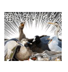 水鳥スタンプですねぇ。（個別スタンプ：38）