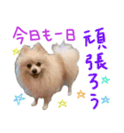 しいこたむつ第3弾（個別スタンプ：2）