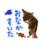 しいこたむつ第3弾（個別スタンプ：13）