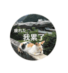 かわいい台湾♡（個別スタンプ：11）
