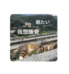 かわいい台湾♡（個別スタンプ：12）