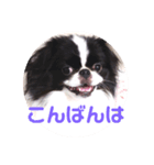 狆愛嬌挨拶（個別スタンプ：1）