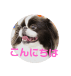 狆愛嬌挨拶（個別スタンプ：2）