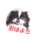 狆愛嬌挨拶（個別スタンプ：3）