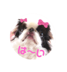 狆愛嬌挨拶（個別スタンプ：4）