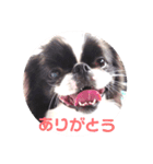 狆愛嬌挨拶（個別スタンプ：5）