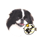 狆愛嬌挨拶（個別スタンプ：6）
