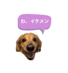 みんなのペット☆★（個別スタンプ：9）