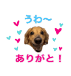 みんなのペット☆★（個別スタンプ：13）