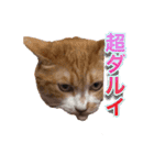 みんなのペット☆★（個別スタンプ：15）