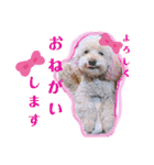 ぷーちゃんず2（個別スタンプ：1）