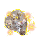 ぷーちゃんず2（個別スタンプ：5）