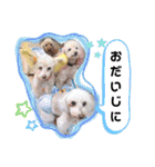 ぷーちゃんず2（個別スタンプ：30）