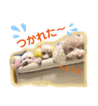 ぷーちゃんず2（個別スタンプ：31）