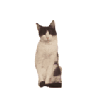 Cat ruu 9（個別スタンプ：2）