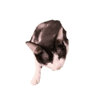 Cat ruu 9（個別スタンプ：3）