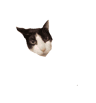Cat ruu 9（個別スタンプ：7）