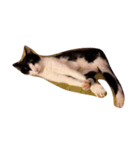 Cat ruu 9（個別スタンプ：8）