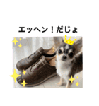 犬ズのスタンプ（個別スタンプ：1）