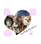 犬ズのスタンプ（個別スタンプ：2）