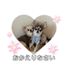 犬ズのスタンプ（個別スタンプ：3）