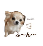 犬ズのスタンプ（個別スタンプ：6）