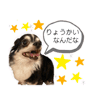 犬ズのスタンプ（個別スタンプ：7）
