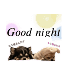 犬ズのスタンプ（個別スタンプ：8）