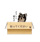犬ズのスタンプ（個別スタンプ：9）