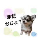 犬ズのスタンプ（個別スタンプ：11）