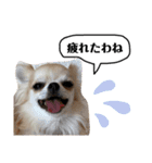 犬ズのスタンプ（個別スタンプ：12）