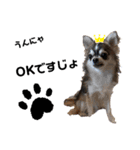 犬ズのスタンプ（個別スタンプ：13）