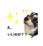 犬ズのスタンプ（個別スタンプ：14）