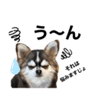 犬ズのスタンプ（個別スタンプ：15）