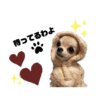 犬ズのスタンプ（個別スタンプ：16）